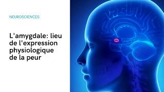 Lamygdale lieu de lexpression physiologique de la peur dans notre cerveau [upl. by Kellby]