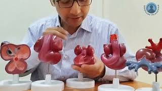 Development of Heart Model [upl. by Us]