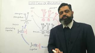 Zygomycota Urdu Hindi medium profmasoodfuzail Life cycle of Rhizopus  Conjugating Fungi [upl. by Oirom]