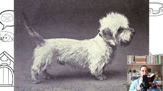 Dandie Dinmont Terrier Pros and Cons Price How to choose Facts Care History [upl. by Craggy]