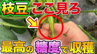 【超簡単】枝豆の収穫時期を見極めるにはココを見ろ！甘味を最大限に引き出す方法おしえます [upl. by Htenaj]