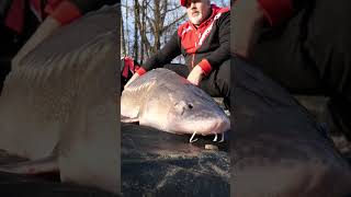 STORIONI AL LAGO DEI GABBIANI fishing pesca fishingvideo fishinglife bigfish monsterfish [upl. by Haseena]