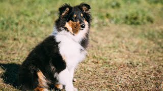 A Guide to Grooming Your Shetland Sheepdog [upl. by Nolak]