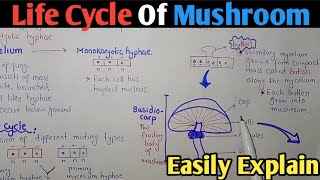 Life Cycle Of Mushroom Agaricus Or Basidiomycota In Urdu Hindi [upl. by Nerahs]