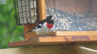 How to attract Rosebreasted Grosbeaks  Basic tips [upl. by Namharludba27]