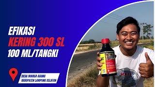 EFIKASI HERBISIDA KERING 300 SL 100 MLTANGKI DI DESA MARGA AGUNG KABUPATEN LAMPUNG SELATAN [upl. by Carole140]