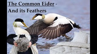 The Common Eider Somateria mollissima  The Luxury Of Feathers [upl. by Kcirddet]