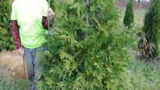 Arborvitae Green Giant 6 to 7 ft Tall Online Video [upl. by Schaab787]