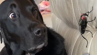 Dogs Scares Reaction  Funny Dogs Scared of Random Things  PETASTIC 🐾 [upl. by Battista407]