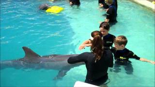 Children Swim with Dolphins Miami [upl. by Htidra]