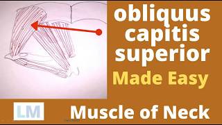 Obliquus capitis superior  Superior oblique  Suboccipital muscle  Obliquus capitis [upl. by Duyne]