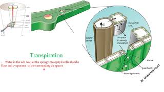 Transpiration OLevel Biology IGCSE  Dr Mohamed Fayez [upl. by Esineg]