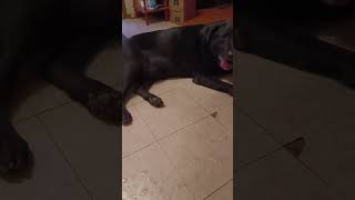 Dog Panting  Life With a Labrador Retriever [upl. by Aneertak]