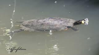 Terrapin chilling in the Leeds  Liverpool Canal Filmed with a Lumix Fz82 in 4K [upl. by Corny95]