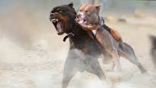 American Pitbull Vs Rottweiler Comparison  Rottweiler vs Pitbull In a Real Fight  PITDOG [upl. by Asyle]