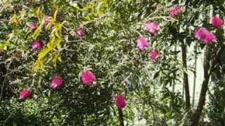 My Bottlebrush Tree [upl. by Ienttirb]