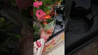 PARTE 2 ALCAMPO TODO 1€ PLANTAS plants home nature plantas alcampo alcamposupermercado [upl. by Helsa]