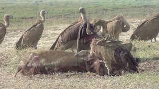 Vultures feeding Chobe [upl. by Shoshanna511]