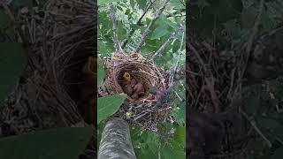 The cuckoo bird pushed the small bird of the shrike out of nest伯劳鸟的小鸟被杜鹃鸟推出了鸟窝 [upl. by Whit]