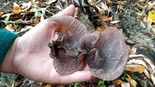 Auricularia auriculajudae Seta oreja de judas 🍄🍄🍄🍄 [upl. by Beryle]