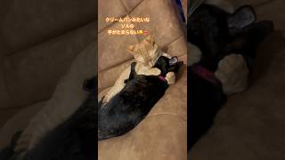 【RitoSol】arm pillow grooming❤️‍🔥 cat cutecat 猫 猫のいる暮らし vlog healing [upl. by Enigroeg]