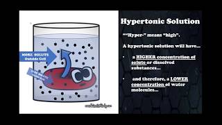 HOMEOSTASIS THE MEMBRANE DIFFUSION OSMOSIS AND THE FACTORS THAT EFFECTS DIFFUSION AND OSMOSIS [upl. by Elleinaj]