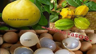 Fruta Danone Pitangatuba e Longan todas em vasos [upl. by Eivla]