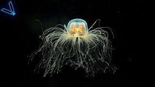 The Strange But Incredible Immortal Jellyfish [upl. by Randolf]