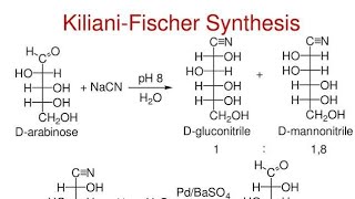 KilianiFischer Synthesis Biochemistry  SAVYA VACHAN [upl. by Gottlieb512]