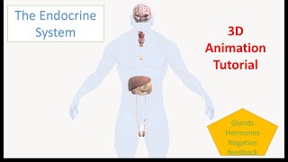 Endocrine System Organs and Functions  3D Animation Tutorial [upl. by Etak879]