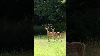 An enchanted moment with two curious fawnslove those adorable spots [upl. by Nerhe]