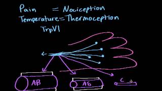 Pain and Temperature [upl. by Kincaid]