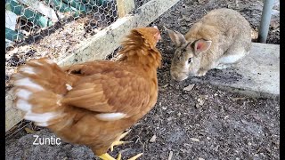 Rabbit meets the chickens for the first time [upl. by Hamid]