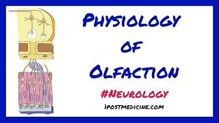 Physiology of Olfaction  Neurology [upl. by Ainimre]