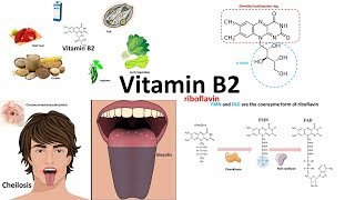 Vitamin B2 riboflavin  sourcesstructure and deficiency [upl. by Myra]