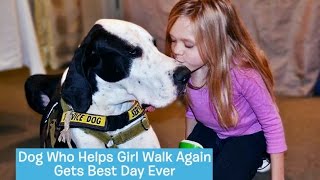 George the Great Dane Service Dog  DOGs BEST DAY [upl. by Zanlog]