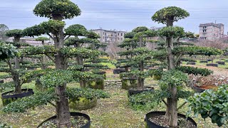 Ligustrum compactum bonsai from China Zhizhi Agricultural 大叶女贞 [upl. by Hannover]