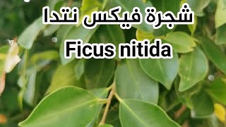 شجرة فيكس نتدا Ficus nitida [upl. by Uy]