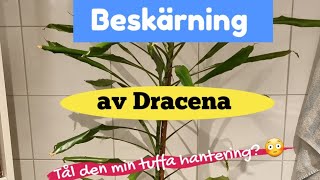 25 Föryngring och sticklingar av stor Dracena  Tips och trix [upl. by Gaughan]