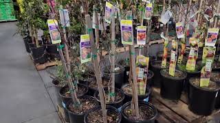 Lowes in Murrieta CA Feb 23 2024 new shipment of fruit trees [upl. by Laet494]