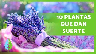 10 PLANTAS de la BUENA SUERTE según el FENG SHUI 🎋🌸 [upl. by Anaed]