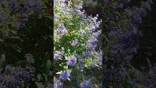 Blue Beard and the Bees Caryopteris in the Garden flowergarden [upl. by Ahsema736]