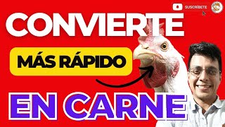 ✍🏼 5 ESTRATEGIAS PARA MEJORAR LA CONVERSIÓN ALIMENTICIA EN LOS POLLOS DE ENGORDE 🤯 [upl. by Colin]