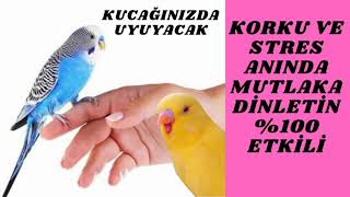 muhabbet kuşu stresten nasıl çıkar kuşunuzu dinlendirecek uyutacak müzik dinlet kucağında uyusun [upl. by Vivianna]