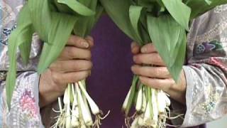 Edible Plants Wild Onions [upl. by Akins]