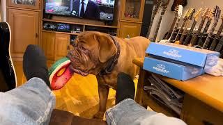 Dogue de Bordeaux  Kine is in a playful mood😁😂😁 [upl. by Atwahs]