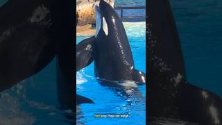 The most Incredible Orca Facts you didnt know [upl. by Sapphira]