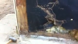 Replacing termite damaged wood [upl. by Teyut384]