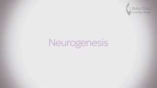 Neurogenesis  Nutrition for baby development [upl. by Adlig]