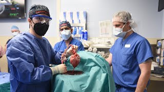 The Worlds First Pig Heart to Human Xenotransplant  University of Maryland Medicine [upl. by Doug879]